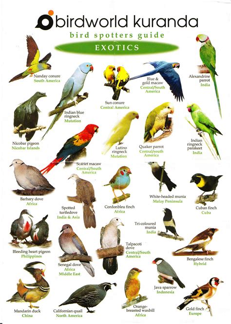 Illustrated Birdlist Exotics Zoochat