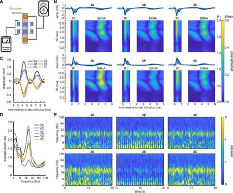 Stimulus Evoked And Spontaneous Stn Oscillations Display Spatial