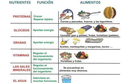 Los 12 Tipos De Nutrientes Caracteristicas Y Funciones En El Cuerpo