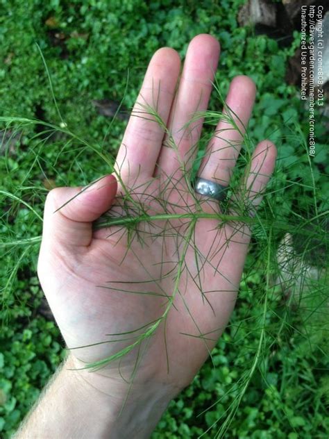 Plant Identification Closed Dill Like Weed In Garden 1
