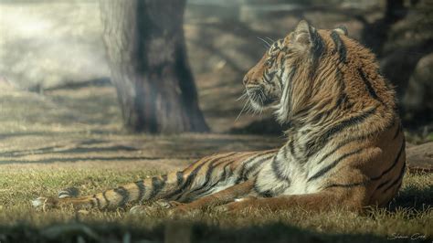 Tiger Burning Bright Photograph By Shaun Cook Fine Art America
