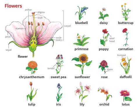 Chrysanthemum Noun Definition Pictures Pronunciation And Usage