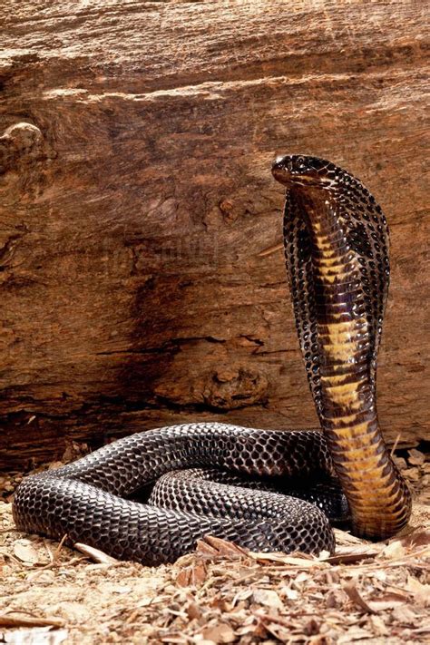 A Brown And Black Snake Sitting On The Ground Next To A Tree Trunk With