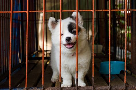 7 Wonderful Reasons To Adopt A Shelter Dog
