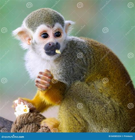 Baby Squirrel Monkey Saimiri Eating Popcorn Stock Photo Image Of