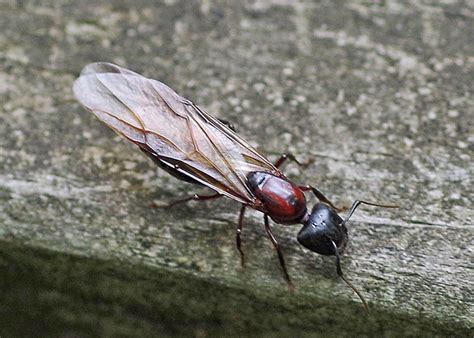 We did not find results for: Flying Ant Swarms - Aegis Pest Control Solutions - Sydney ...