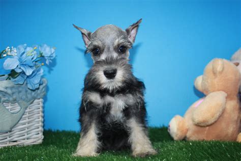 Miniature Schnauzer Puppies For Sale Long Island Puppies