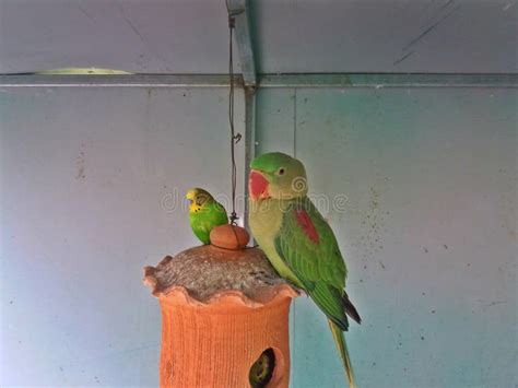 Beautiful Love Bird And Parrot Stock Image Image Of Love Beautiful