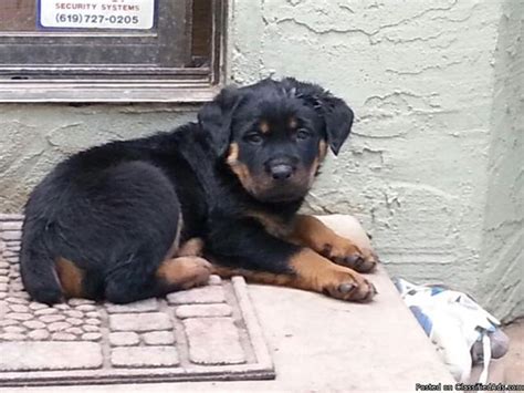 Rottweiler's are like a child to its owner. Rottweiler Beautiful Female Puppy in El Cajon, California ...