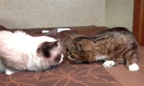 grumpy cat and lil bub rub noses as they meet for the first time daily mail online