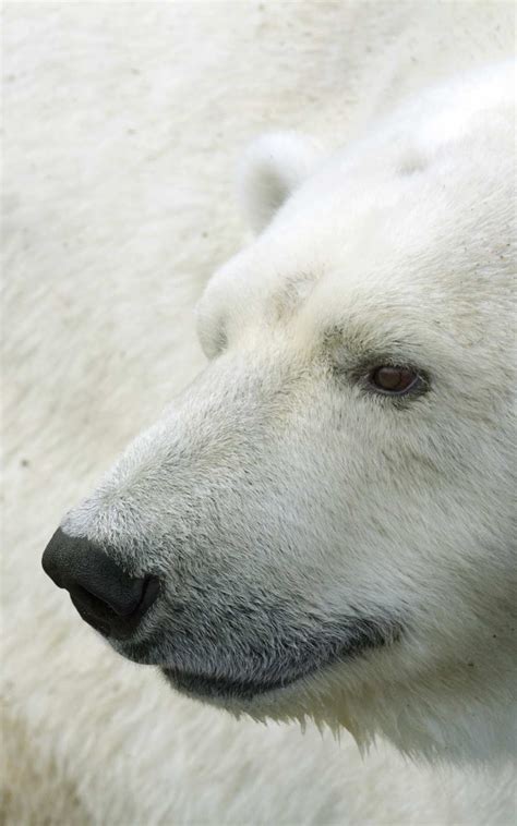 Arctic Tundra Animals Arctic Polar Bears Animals Images Zoo Animals