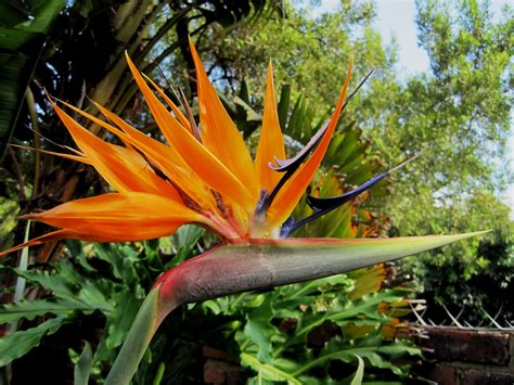 Free Images Tree Stem Leaf Orange Jungle Botany Flora Bright