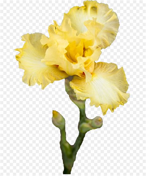 Kuning Iris Pseudacorus Bunga Gambar Png