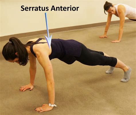 The Most Neglected Muscle During Exercise The Serratus Anterior Bar
