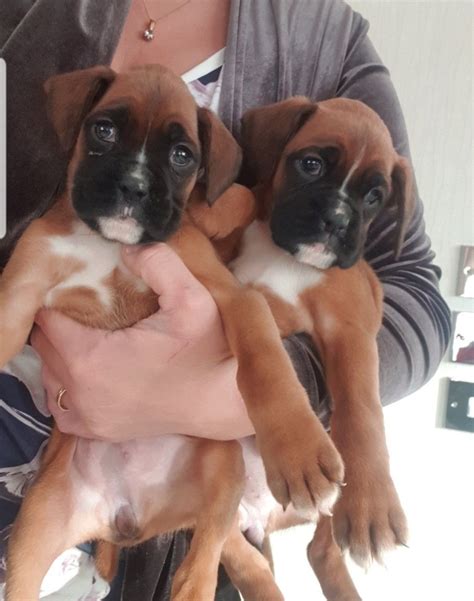 Boxer Puppies For Sale | Los Angeles, CA #323939 | Petzlover