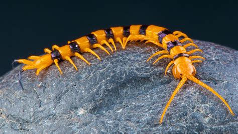 5 Interesting Facts About Centipedes Best Pest Control