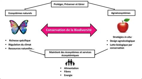 Conservation De La Biodiversité Dictionnaire Dagroécologie