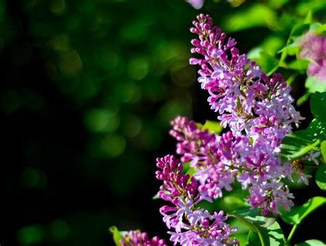 Lilac Bushes Wallpaper Wallpapersafari