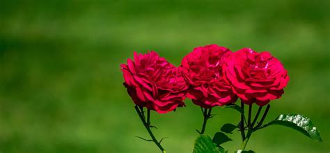 35 Red Rose Varieties For Your Garden Uk
