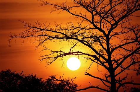 Spectacular Sunset Behind A Tree By Guenterguni