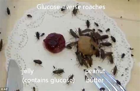 Illnesses caused by food poisoning can last up to 10 days. Cockroaches quickly lose their sweet tooth to survive ...