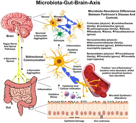 The Microbiotagutbrian Axis Likely Implicated Pathways In The