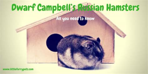 Dwarf Campbells Russian Hamster Breed Guide And Care Tips