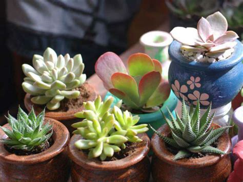 Easy Tips On How To Grow Succulents World Of Succulents
