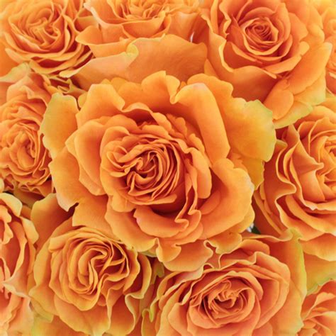 Tropical Bellini Bulk Garden Rose Diy Wedding Rose Fiftyflowers