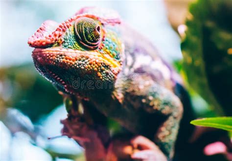 Colorful Panther Chameleon Sitting On Tree Branch Stock Photo Image