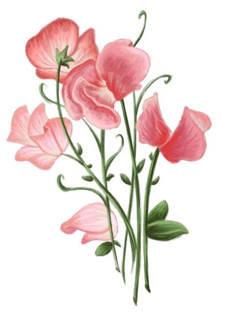 Sweet Pea Clipart Free Download On Clipartmag
