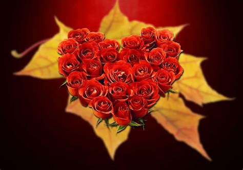 Hd Wallpaper Close Up Photography Of Heart Shaped Rose Flowers Love