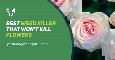 Annual weeds, such as crabgrass, complete their entire life cycle in a single growing season, and then die, leaving seeds behind to continue the legacy. Best Weed Killer That Won't Kill Flowers