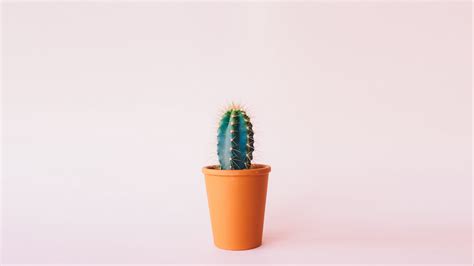 Download Cactus Minimal Hd Wallpaper Pastel Minimalist Wallpaper