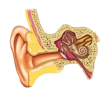 Sense Of Hearing Just How Do We Hear Sounds Infolific