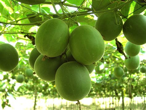 Check spelling or type a new query. Jual Monk fruit Buah Lo han kuo 1000 manfaat Teh anti oksidan panjang umur cantik alami di lapak ...