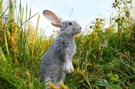 Rabbit Summer Poster Animals Green Grass