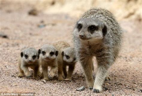 Adorable Meerkat Babies Take Their First Seemples Steps Into The