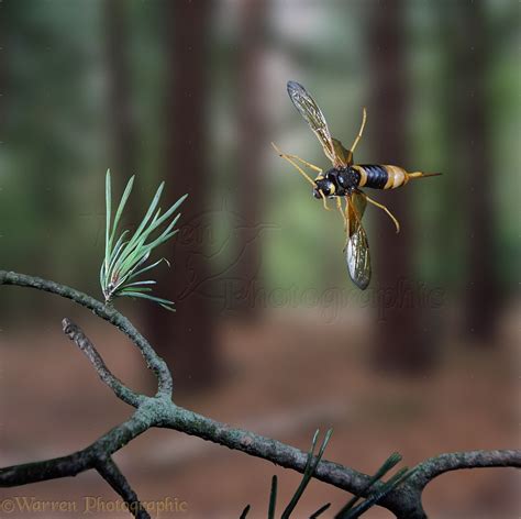 Wood Wasp In Flight Photo Wp06482