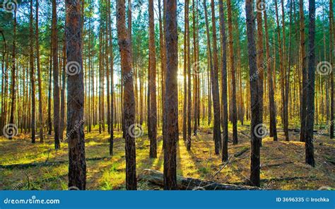 Sunset In Scots Pine Forest Stock Image Image Of Colorful Evergreen