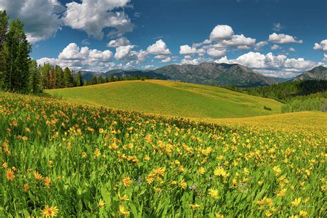 Colorful Spring Meadow Photograph By Leland D Howard Fine Art America