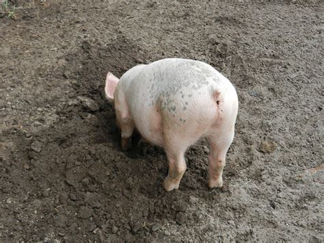 Crude Oil Made Out Of Pig Poo Is Totally Going To Save Our Bacon Grist