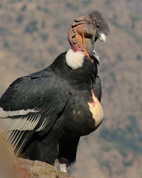 The Andean Condor Vultur Gryphus Is A Species Of South American Bird