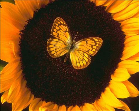 Butterfly On Sunflower Black Seeds Butterfly Orange Butterfly
