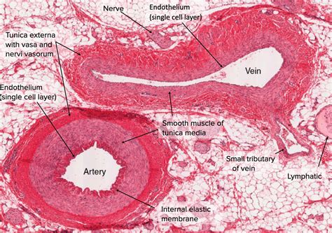 Artery And Vein Histology Labeled Sexiz Pix