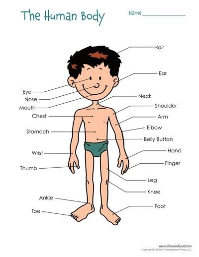 The human body has three types of muscle cells: Free Printable Human Body Diagram for Kids - Labeled and ...