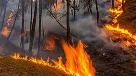 Forest Fire 13 Places In Uttarakhand 14 Hectares Of Forest Area