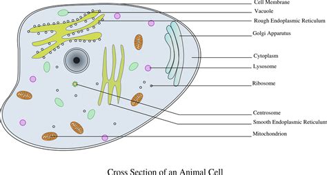 Most of the cells size range between 1 and most animal cells are diploid, meaning that their chromosomes exist in homologous pairs. Free vector graphic: Cell, Information, Animal, Biology ...
