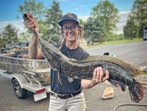 Invasive Northern Snakeheads Are Spreading In The Midwest Outdoor Life