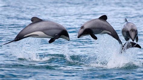 United States Adds Māuis And Hectors Dolphins To Endangered Species